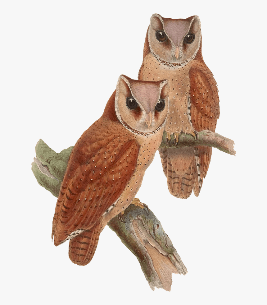 Owls Sitting On A Branch - Owls, HD Png Download, Free Download