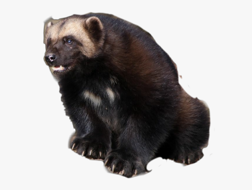 #wolverine #gulogulo #skunkbear - Wolverine, HD Png Download, Free Download