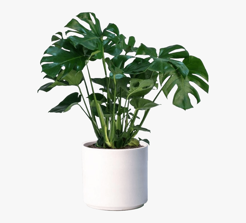 Monstera Dziurawa Doniczka, HD Png Download, Free Download