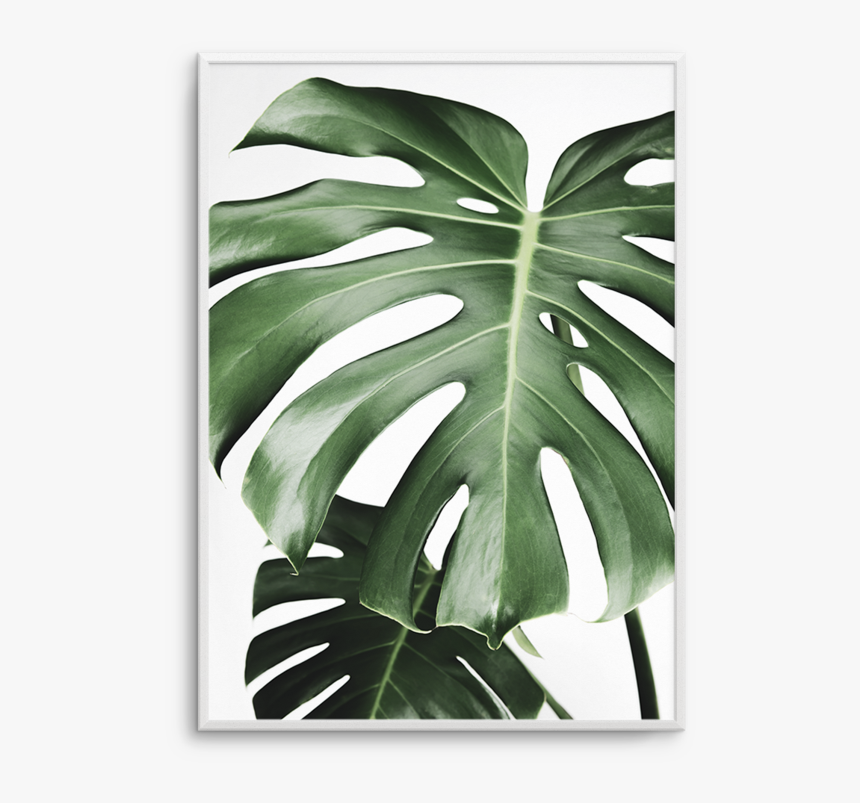Monstera Poster Palm, HD Png Download, Free Download