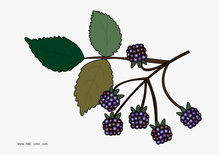Wild Berries Clipart No Background - Bramble Clipart, HD Png Download, Free Download