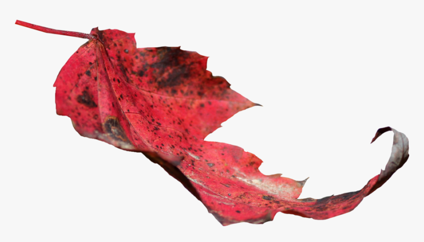 Thumb Image - Red Leaf Png, Transparent Png, Free Download