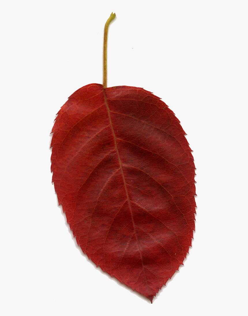 Nice Red Leaf - European Plum, HD Png Download, Free Download
