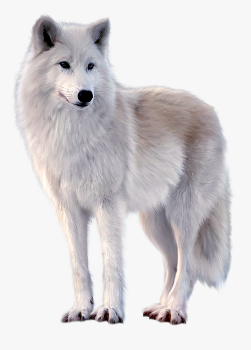 White Wolf White Background, HD Png Download, Free Download