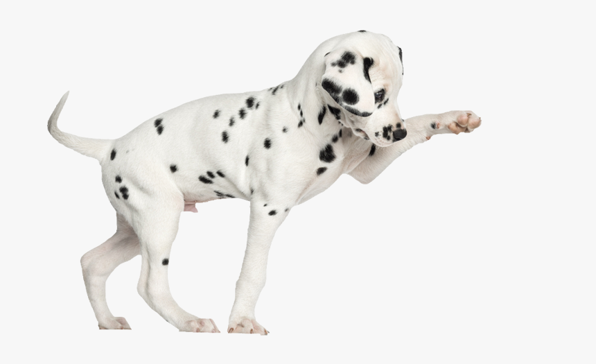 Dalmatian Puppies Png - Puppy Dalmatian Png, Transparent Png, Free Download