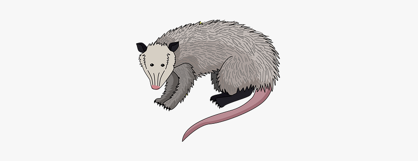 Virginia Opossum Clipart - Common Opossum, HD Png Download, Free Download