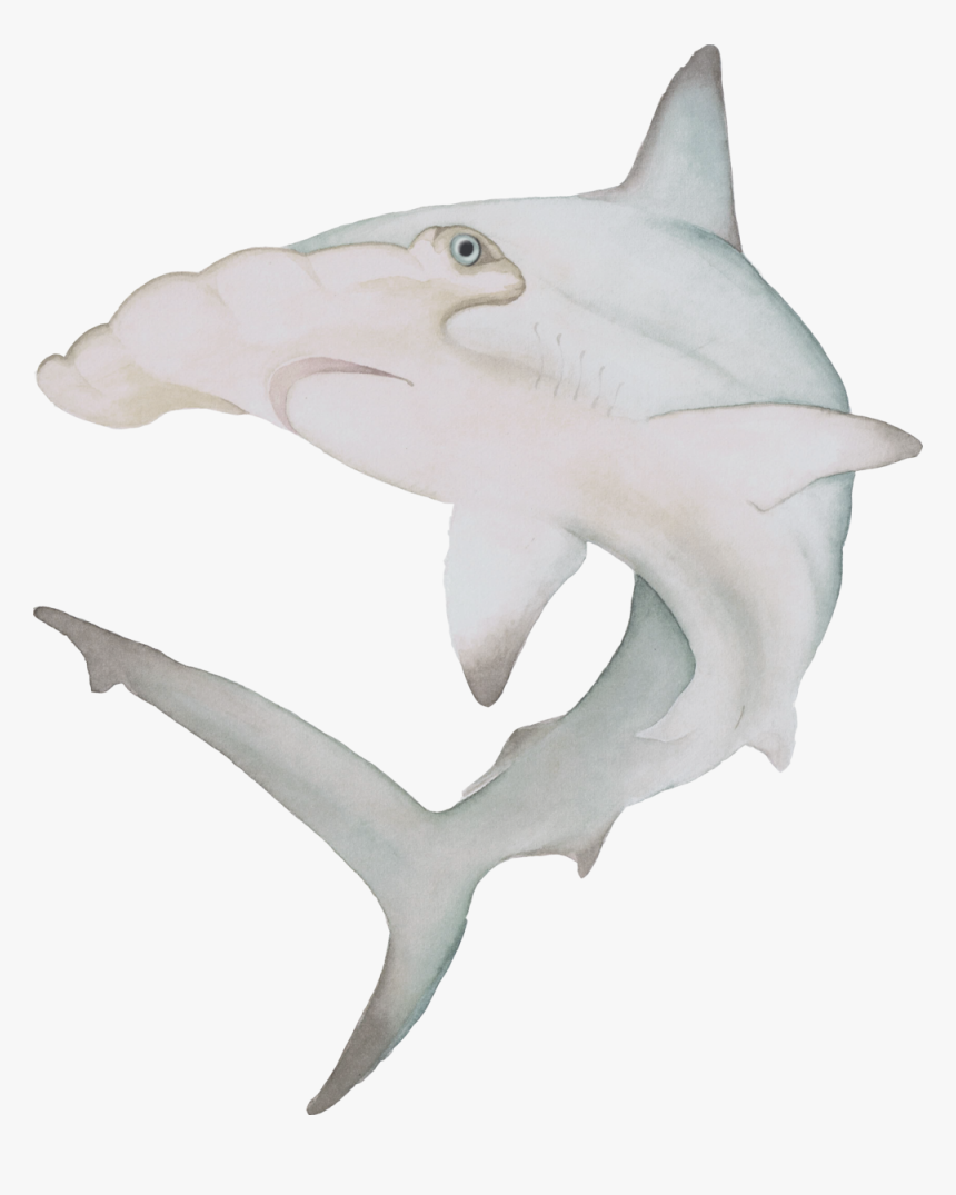 Watercolor Hammerhead Shark The Curious Wild Aoede - Hammerhead Shark Watercolor Png, Transparent Png, Free Download
