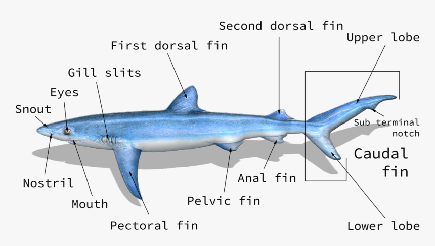 Shark And Fish Identification Chart Taxonomy, HD Png Download, Free Download