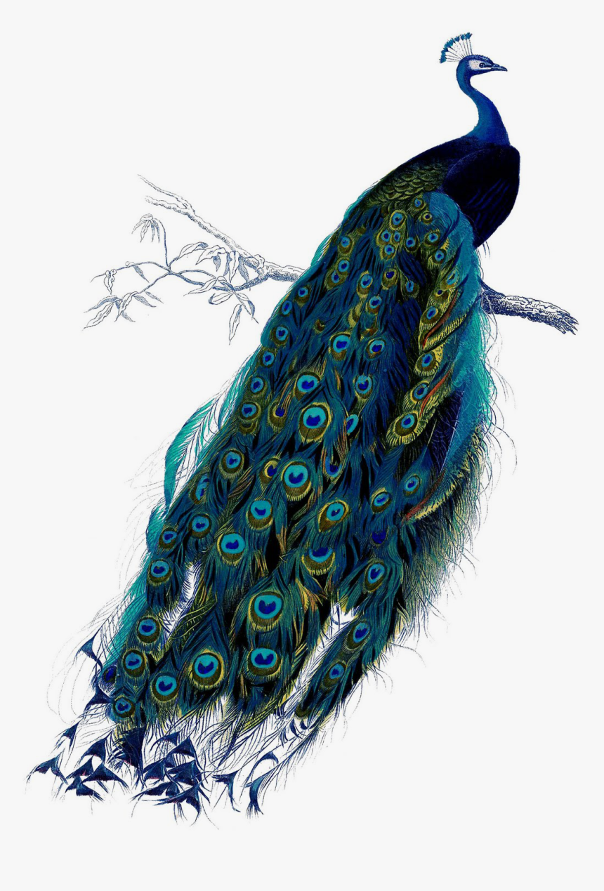 Peacock Print, HD Png Download, Free Download