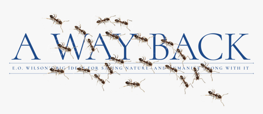 Title-ants - Ant Trail, HD Png Download, Free Download