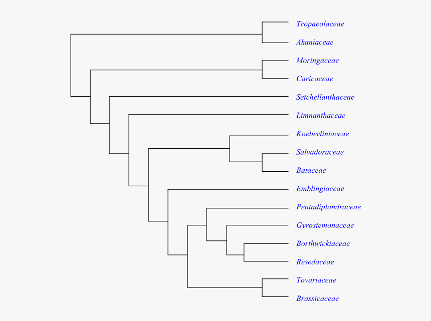 Cladogram Of Brassica Rapa Evolutionary History, HD Png Download, Free Download