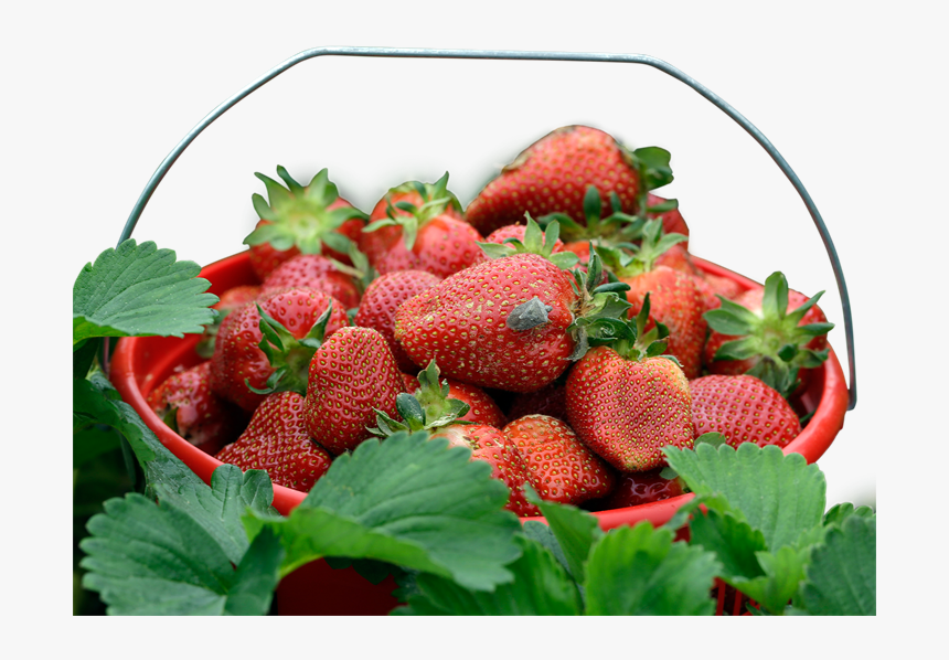 Strawberry, HD Png Download, Free Download