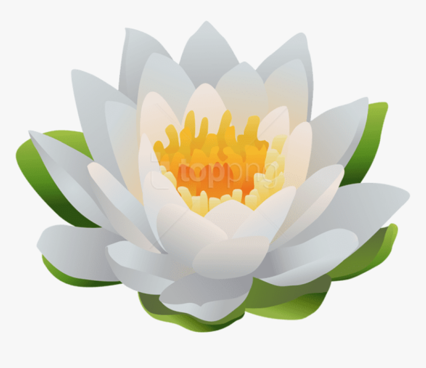 Water Lily Png Clip Art Image - Sacred Lotus, Transparent Png, Free Download