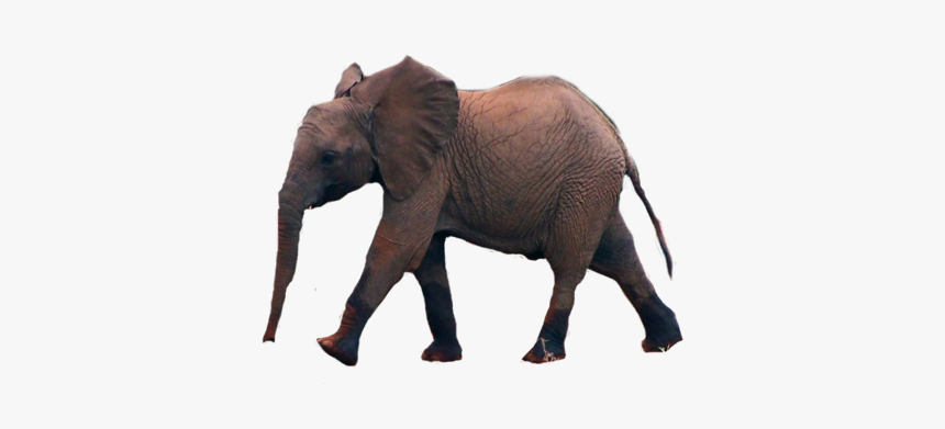 Elephant, HD Png Download, Free Download