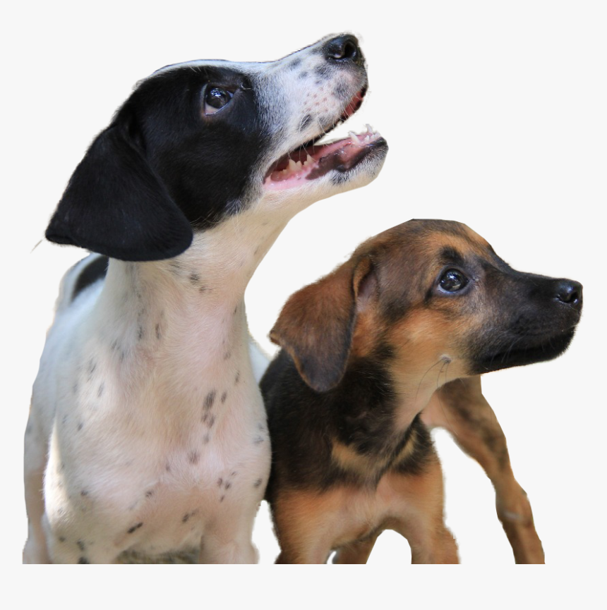 Transparent Mean Dog Png - Companion Dog, Png Download, Free Download