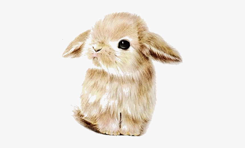 Bunny Wallpaper Phone, HD Png Download, Free Download