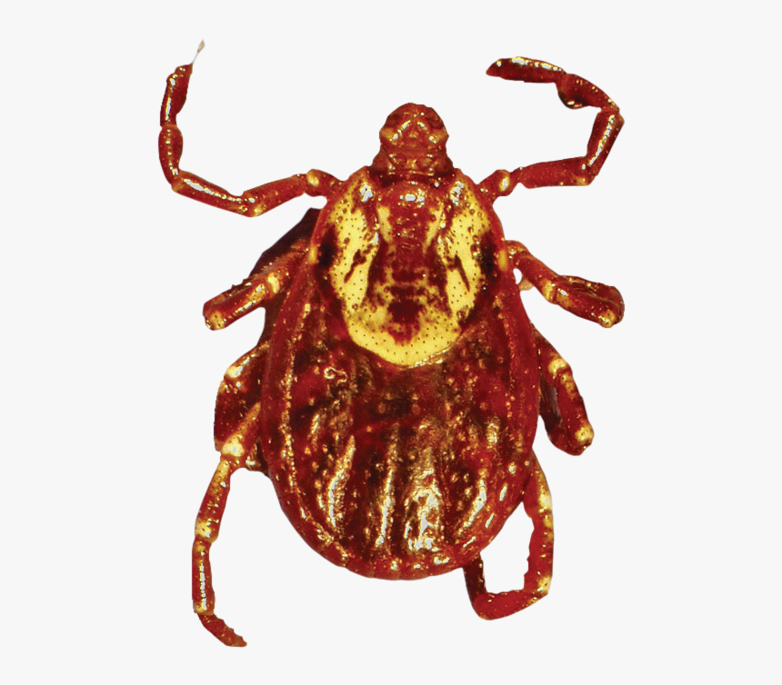 Tick Insect Png - Ticks Before And After They Feed, Transparent Png, Free Download