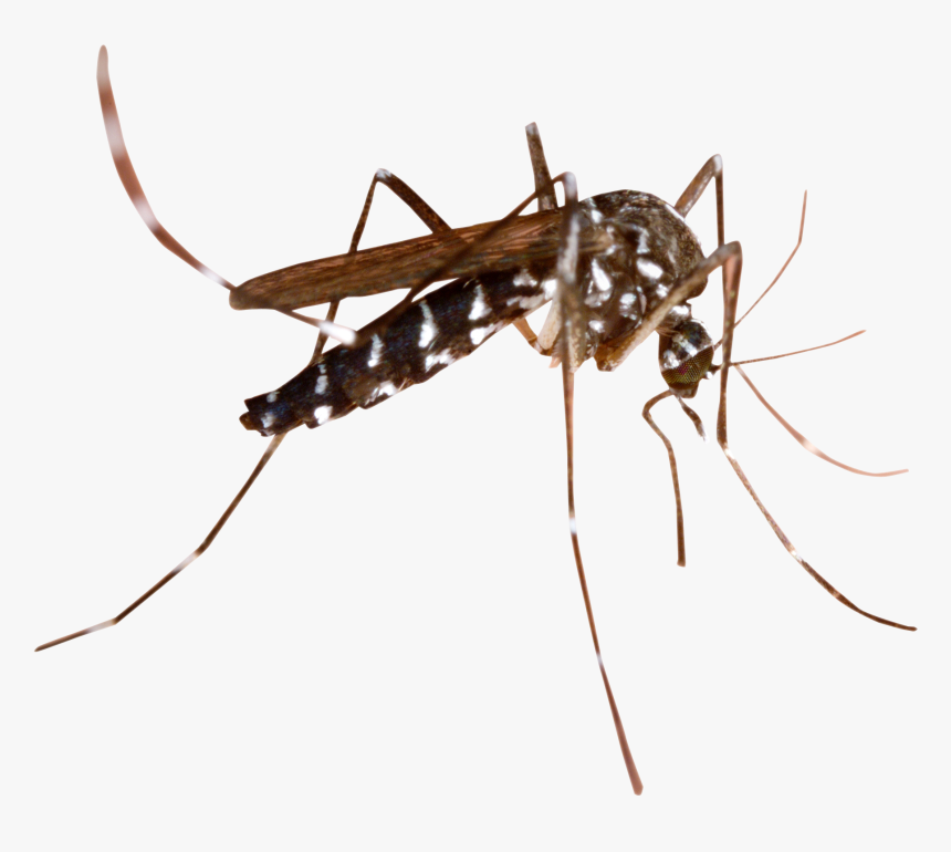 Transparent Background Mosquito Png, Png Download, Free Download