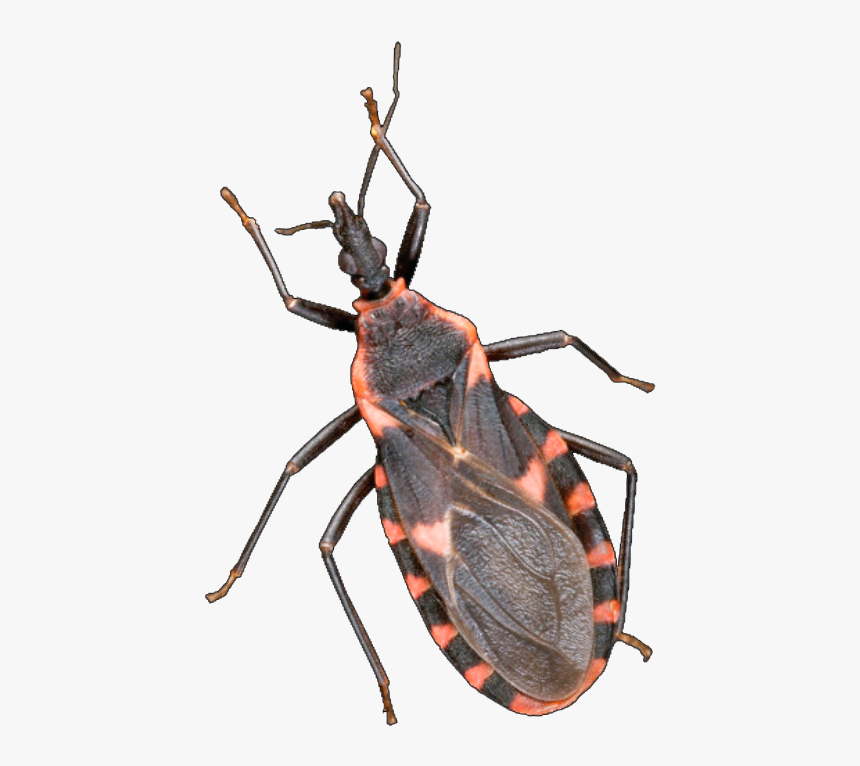 Disease 02 Parasite - Japanese Rhinoceros Beetle, HD Png Download, Free Download