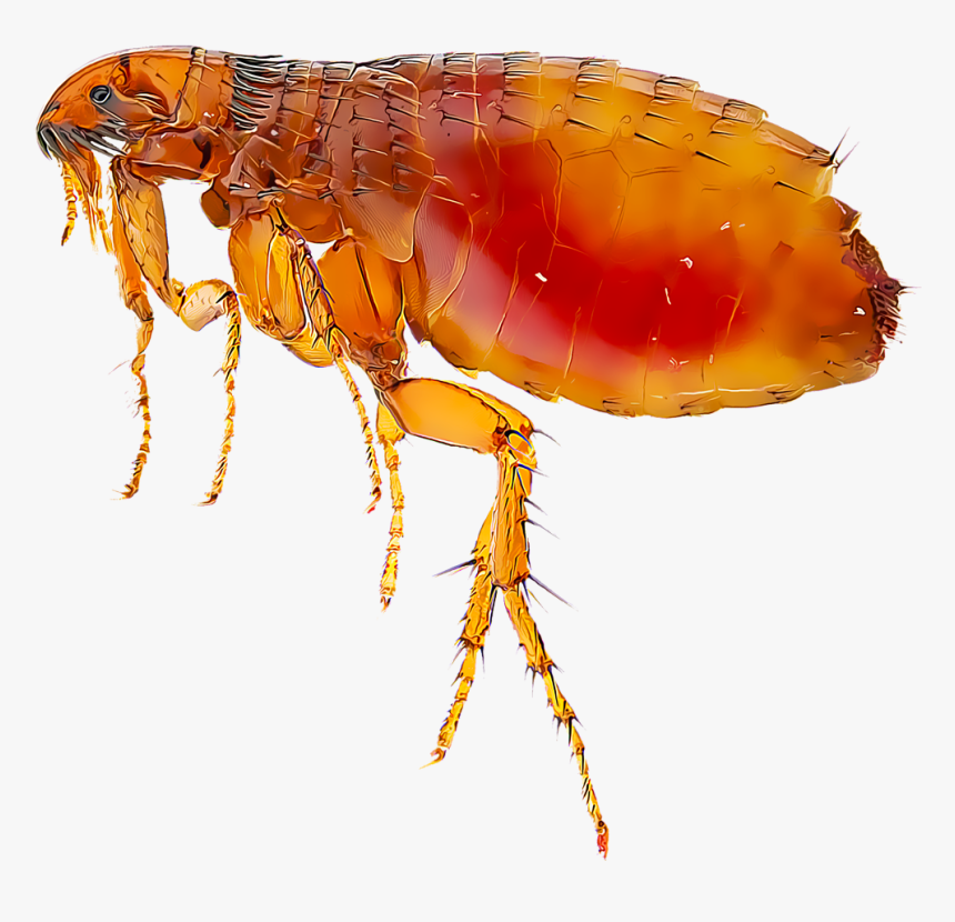 Flea Png, Transparent Png, Free Download