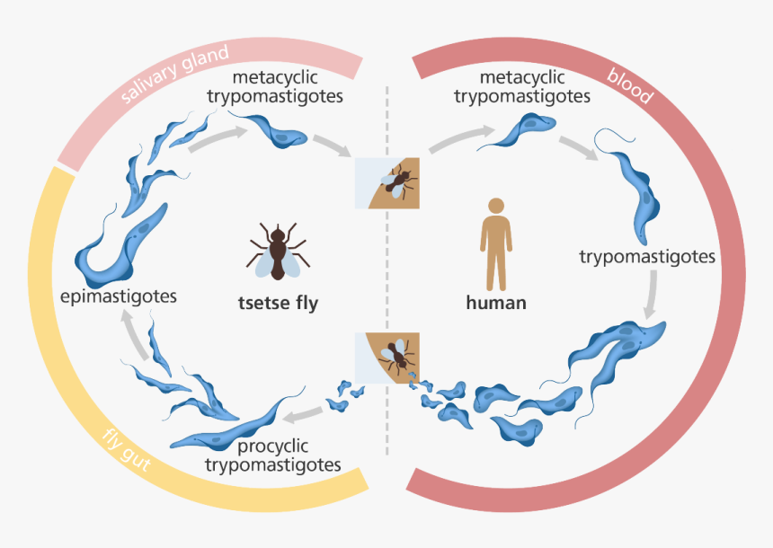 Illustration Showing The Life Cycle Of The Trypanosome - Trypanosome Life Cycle, HD Png Download, Free Download