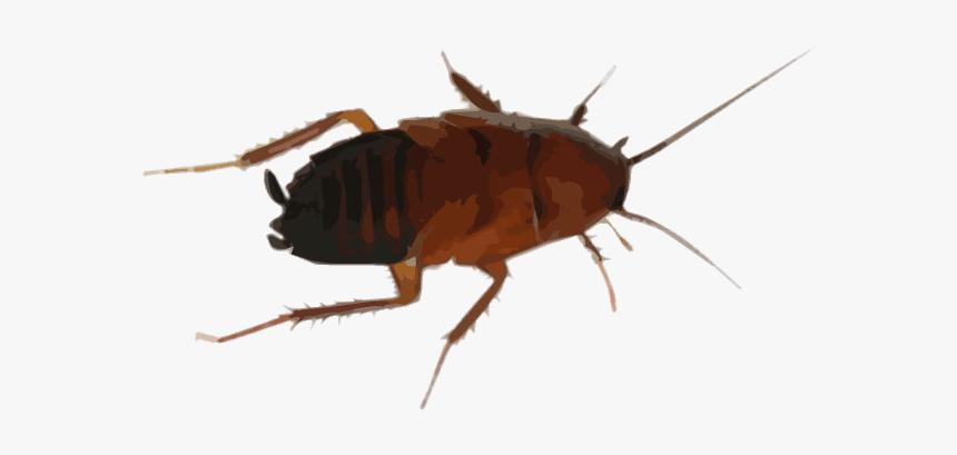 Cockroach Drawing - Cock Roaches In Tennessee, HD Png Download, Free Download