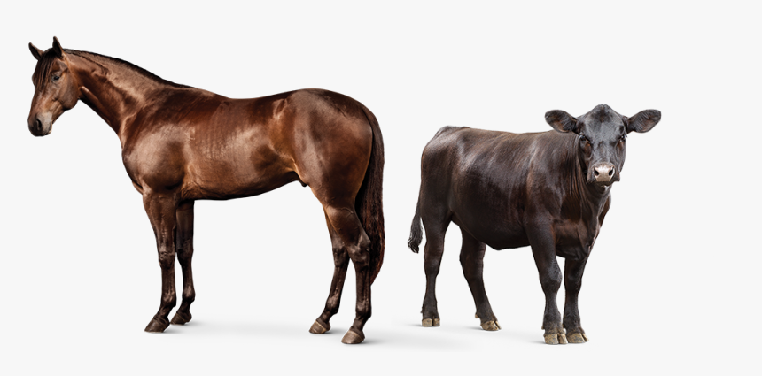 Horse And Cow, HD Png Download, Free Download