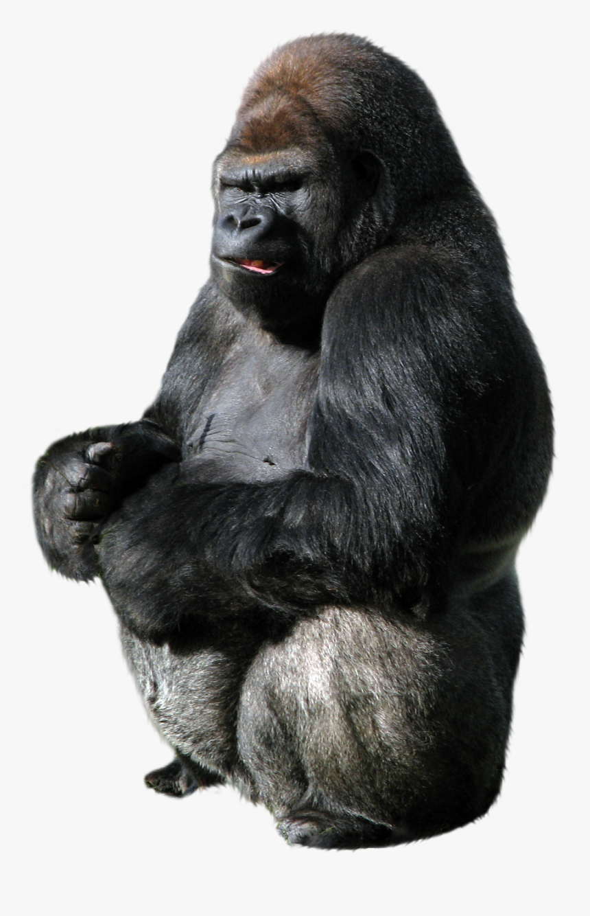 Transparent Background Gorilla Png, Png Download, Free Download