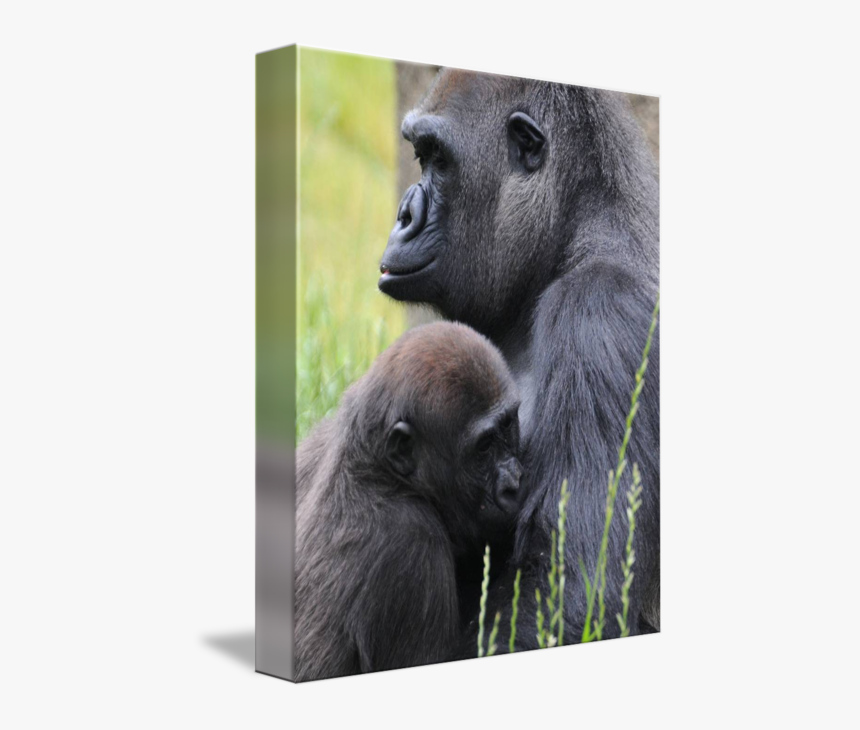 Clip Art Silver Back Mother Suckling - Western Lowland Gorilla, HD Png Download, Free Download