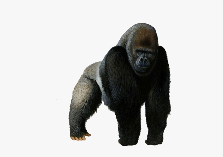 Gorilla Png Transparent, Png Download, Free Download