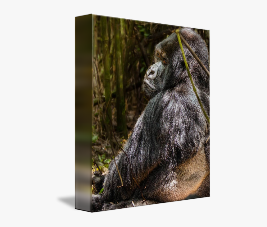 Clip Art Gorilla Photos - Mountain Gorilla, HD Png Download, Free Download