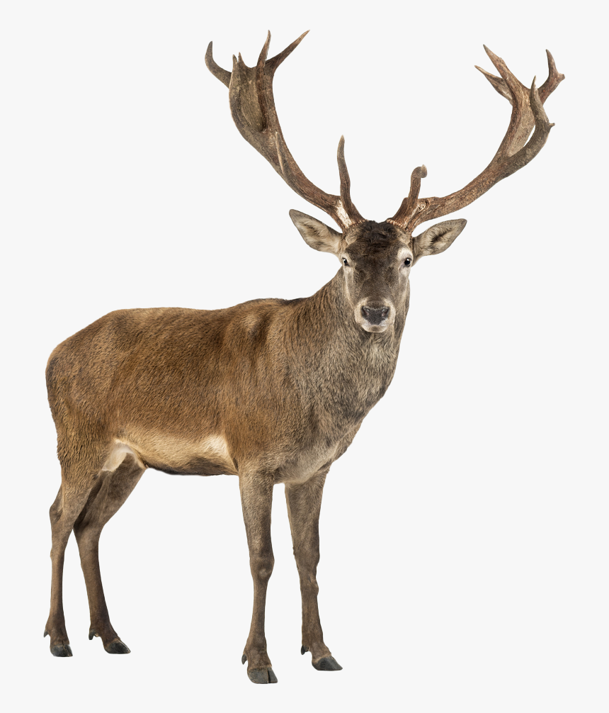 Stag Png Free Pic - Stag Meaning In Hindi, Transparent Png, Free Download