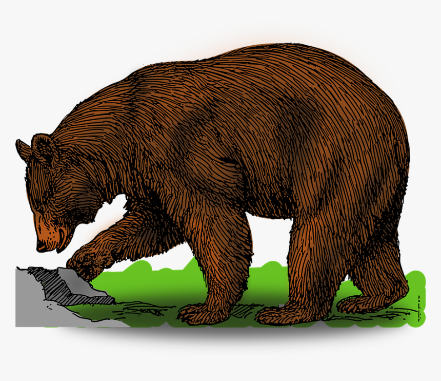 Head Clipart Grizzly - Bear Clipart, HD Png Download, Free Download