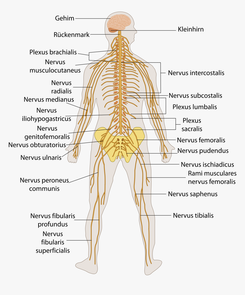 File Te Nervous System - Nervous System Diagram, HD Png Download, Free Download