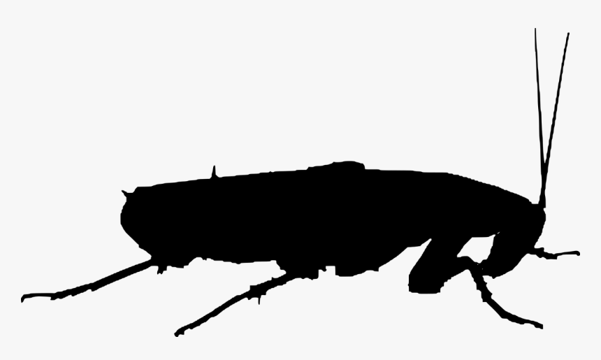 Insects Silhouette Png, Transparent Png, Free Download