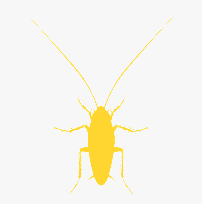 Cockroach, HD Png Download, Free Download