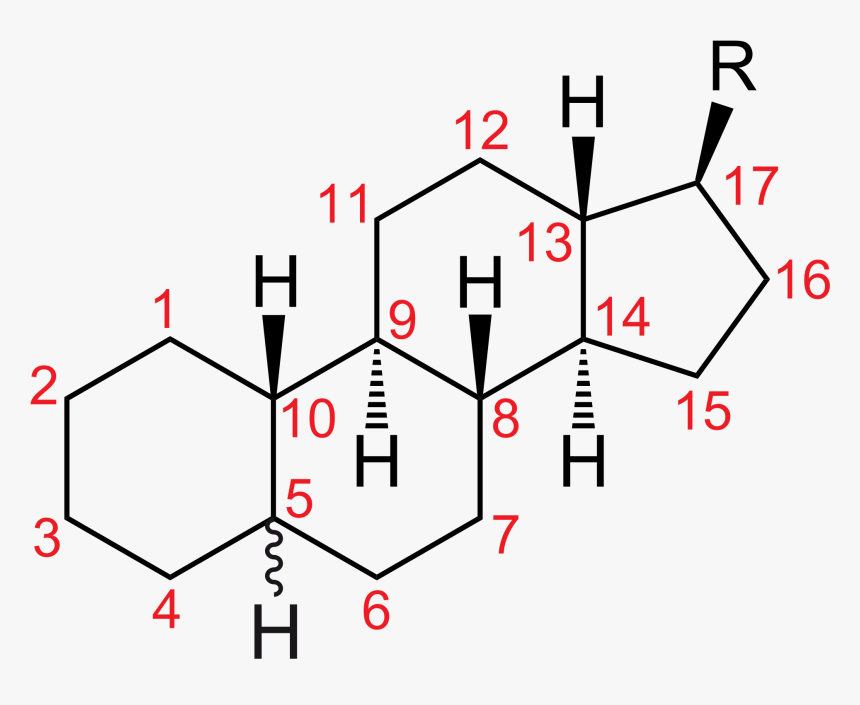 Thumb Image - Estrogen Structure With Numbering, HD Png Download, Free Download