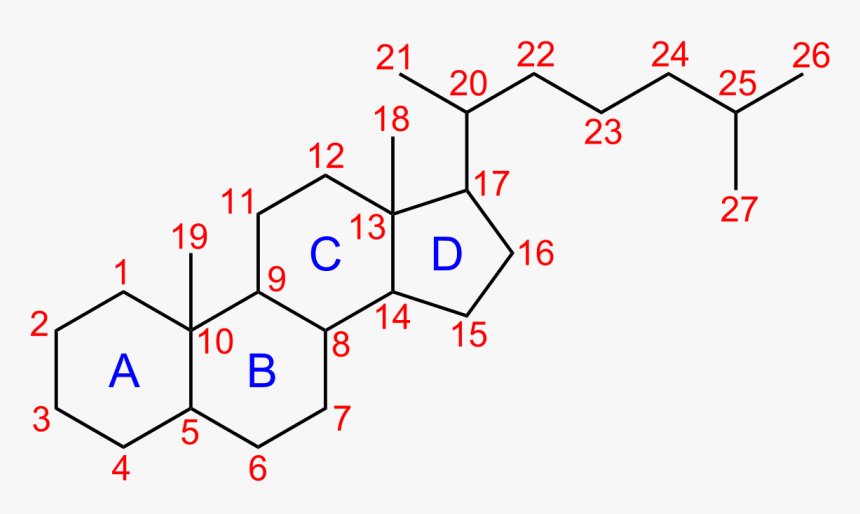 Cyclopentano Perhydro Phenanthrene Ring, HD Png Download, Free Download