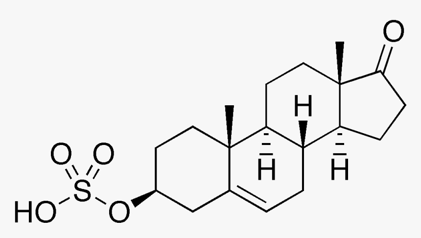 Dehydroepiandrosterone Sulfate, HD Png Download, Free Download