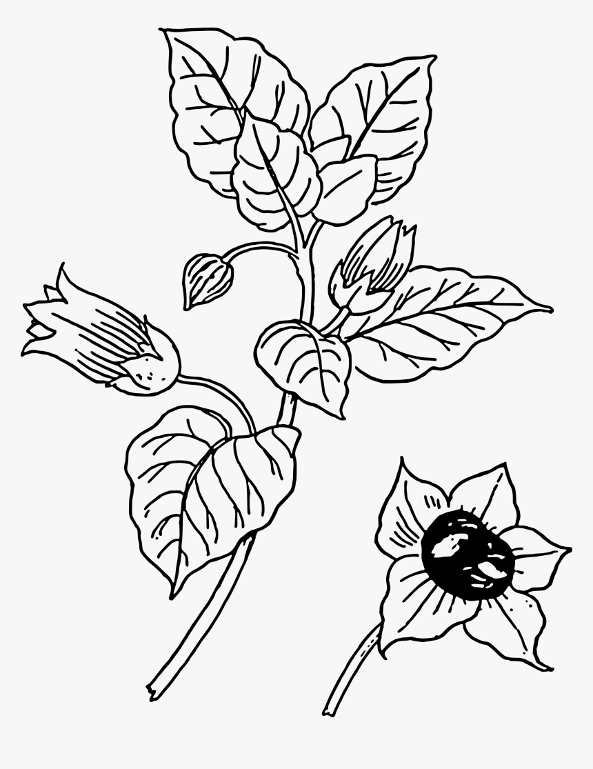 Belladonna Clip Arts - Atropa Belladonna Flower Drawing, HD Png Download, Free Download