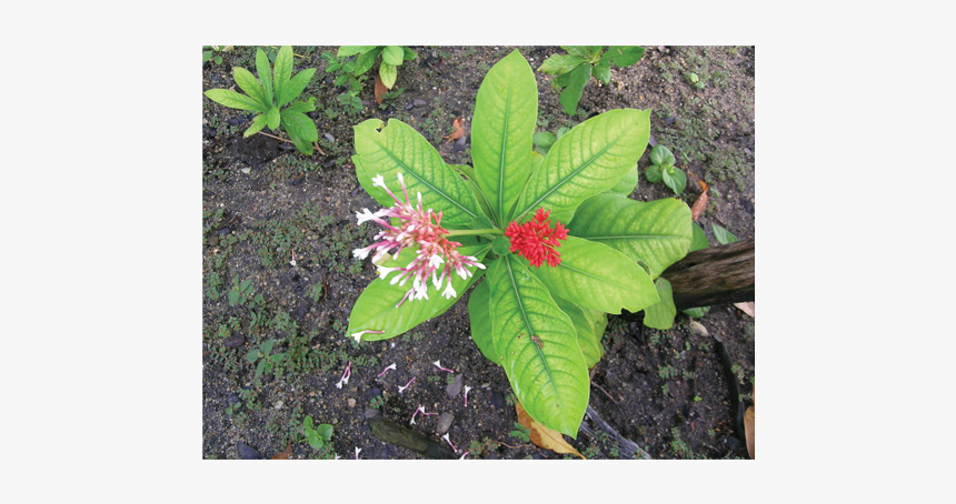 Snakeroot Benefits, HD Png Download, Free Download