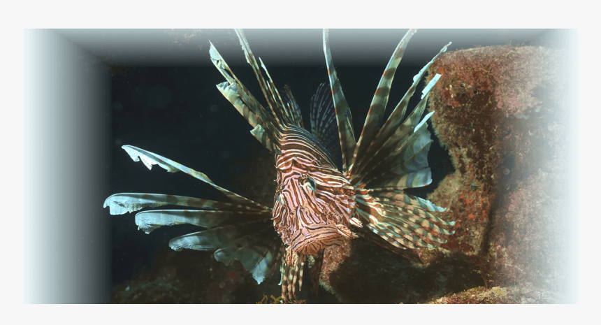 Lionfish , Png Download - Lionfish, Transparent Png, Free Download