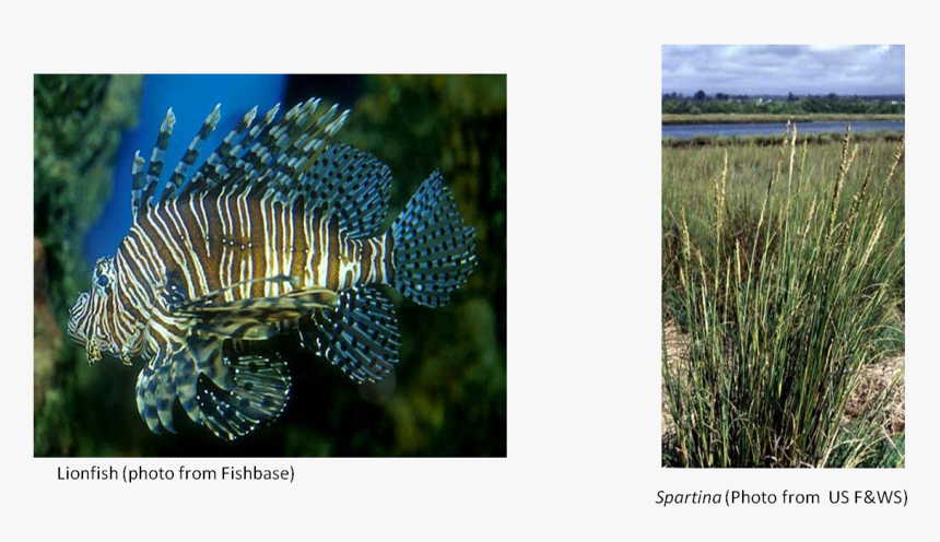 I , Png Download - Underwater, Transparent Png, Free Download