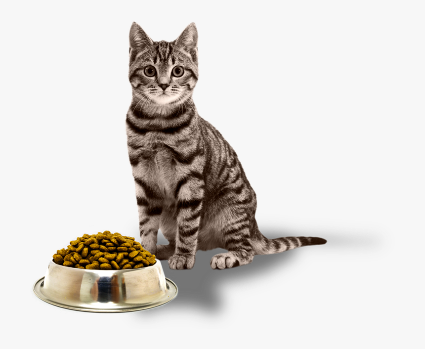 Cat With Clear Background, HD Png Download, Free Download