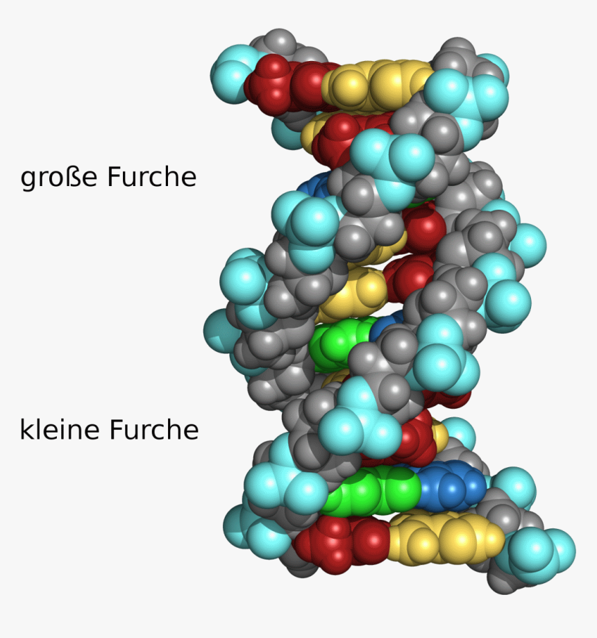 Dna Furchen - Dna Große Kleine Furche, HD Png Download, Free Download