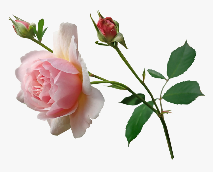 Floribunda, HD Png Download, Free Download