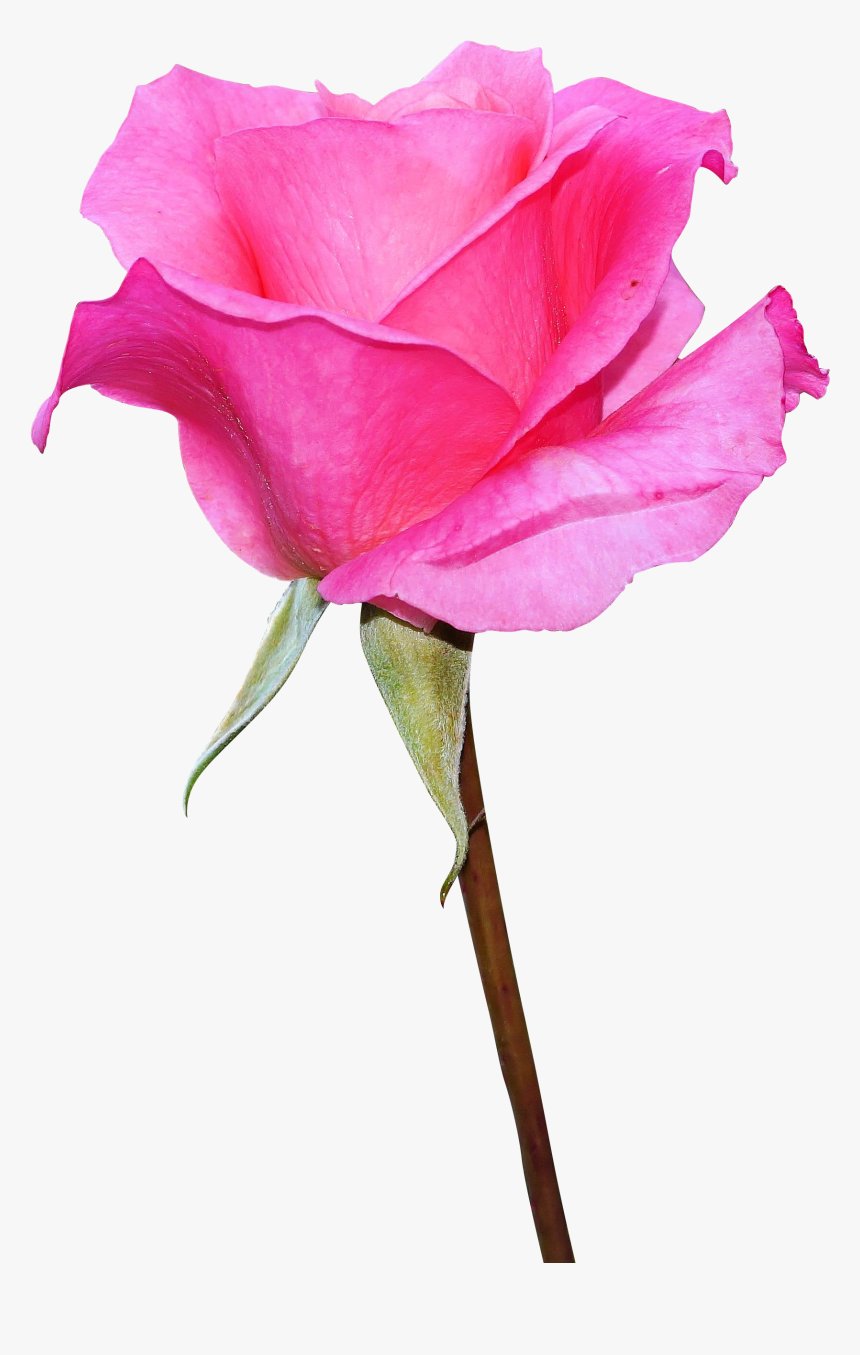 Pink Rose Image Download, HD Png Download, Free Download