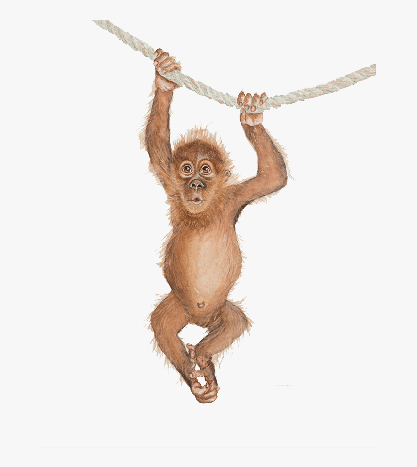Orangutan Png Clipart - Transparent Orangutan Png Clip Art, Png Download, Free Download