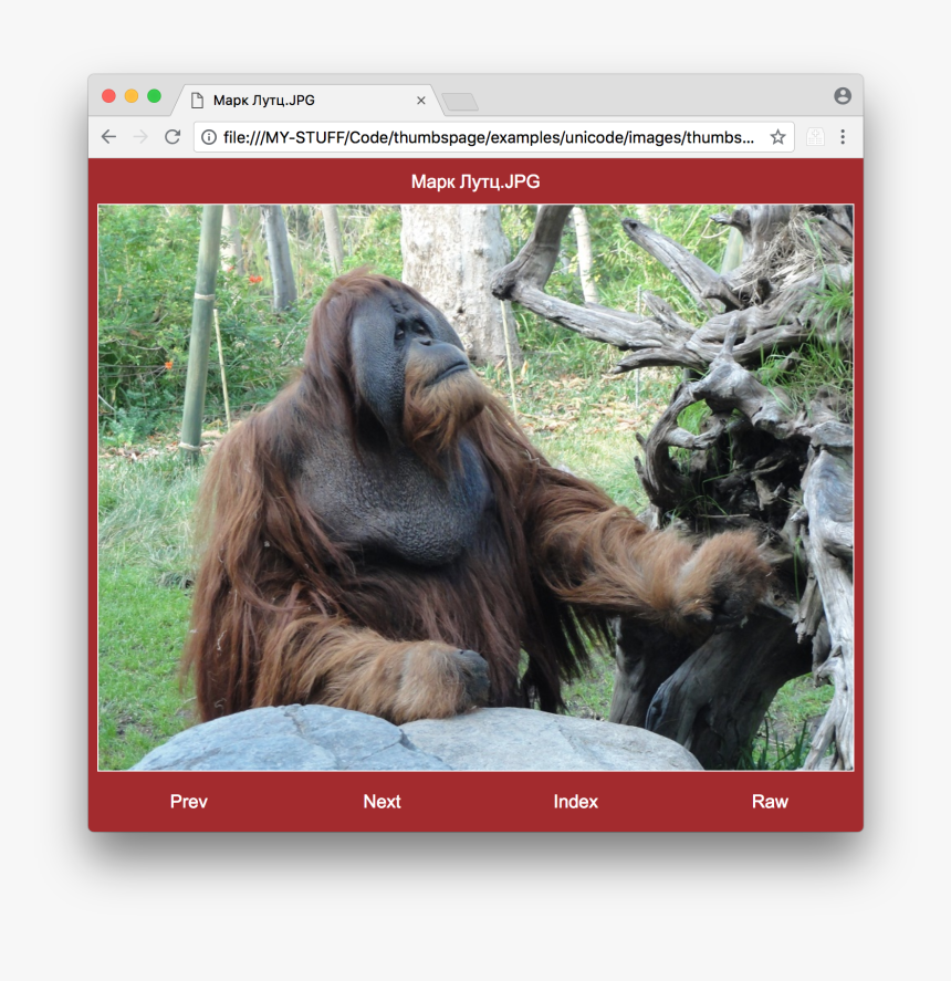 Orangutan , Png Download - Monkey, Transparent Png, Free Download