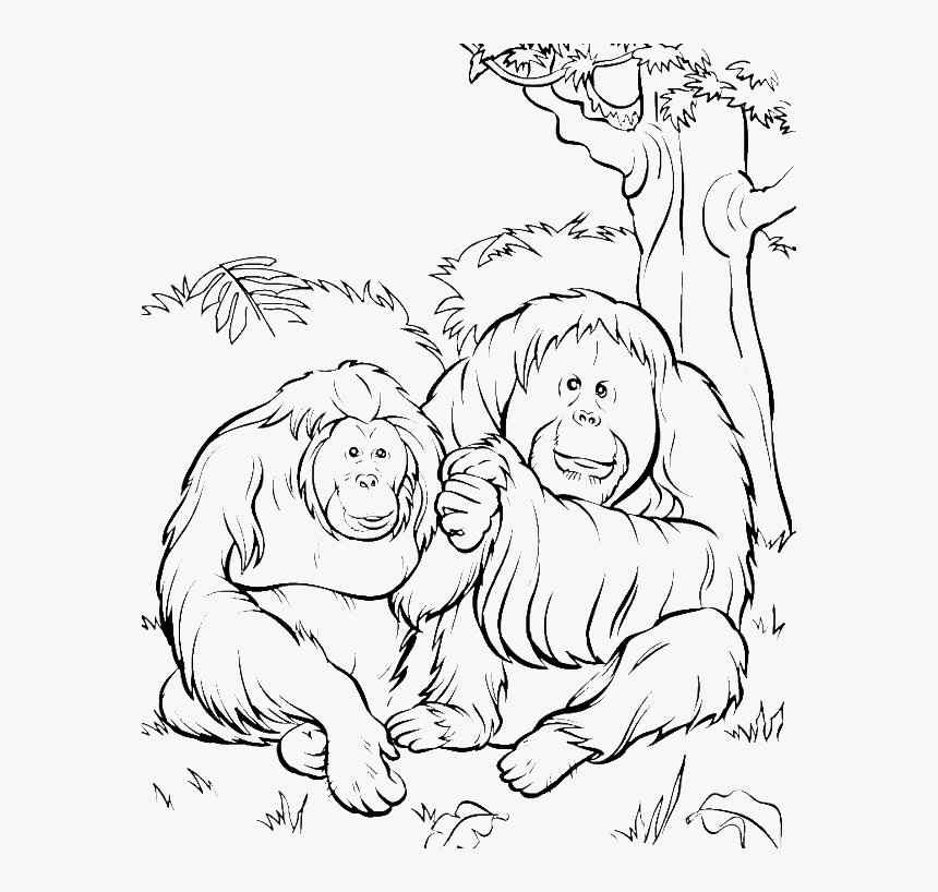 Orangutan , Png Download - Printable Orangutan Coloring Pages, Transparent Png, Free Download
